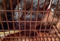 ２番目に保護したわらびちゃん