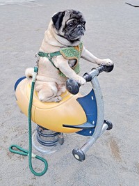 公園で初乗り！？ ライダー姿がかっこいいシゲちゃん（画像提供：シゲパグさん）