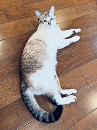 お尻のほうから撮ると…10等身の美ニャンになったミントちゃん（画像提供：ぴえん猫ミントさん）