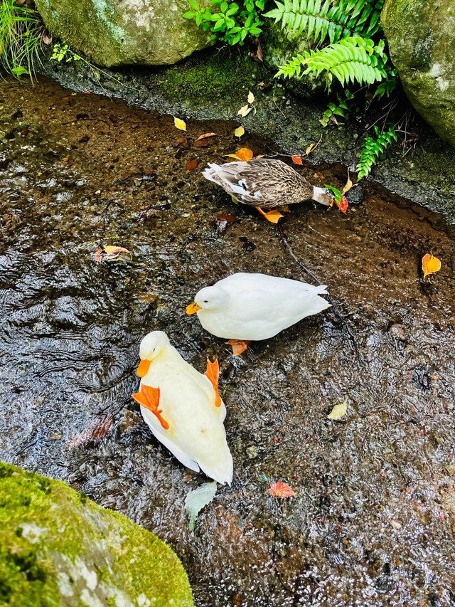 芸人顔負けのズッコケ！（提供：あひらあにごう＠✨ The best professional athlete 💫さん）