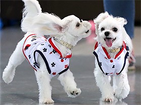 ２０１８楽しそうで賞　マルチーズのさくらとゆうぞう