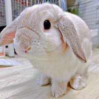 垂れた耳とまん丸なお顔が愛らしいまふぃんくん（画像提供：まふぃん君さん）