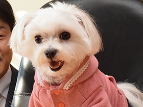 戌年だから…犬山のワンデー市長「こはる」 給料はドッグフード