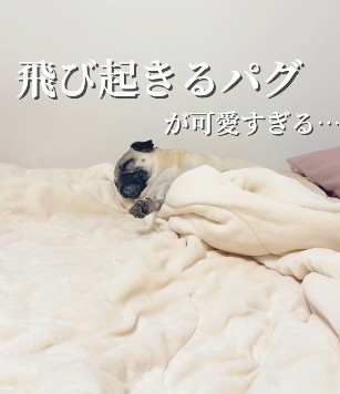スヤスヤ気持ちよさそうに眠るももこちゃん（提供：＠momokopug.0822さん）
