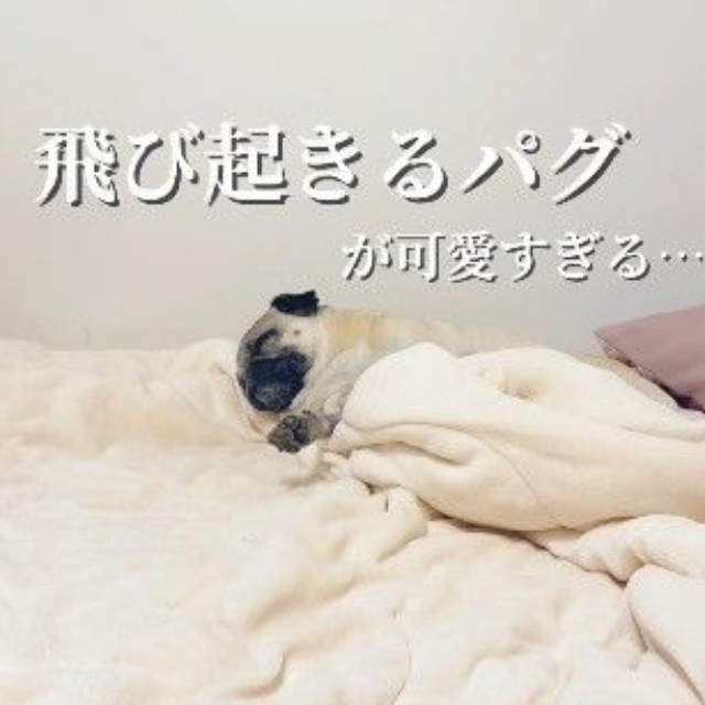 スヤスヤ気持ちよさそうに眠るももこちゃん（提供：＠momokopug.0822さん）
