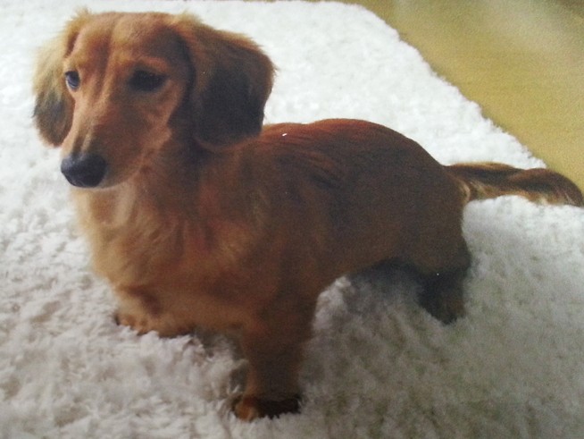 思春期の息子の心を開かせた犬、今では父親が“添い寝”