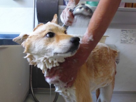 わが家で愛犬のトリミング、簡単なお手入れポイントは？