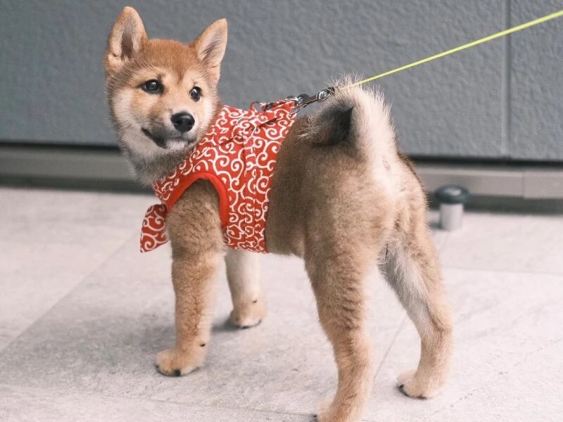 家にきたころの「えびす」
