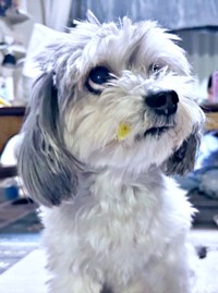 口元に焼き芋をつけたつんちゃん（画像提供：つんこむさん）