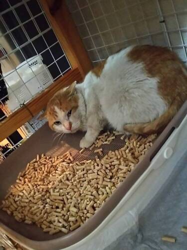 最初は警戒心が強かったちゃー君、今は抱っこ好きに変身（黒尾さん提供）