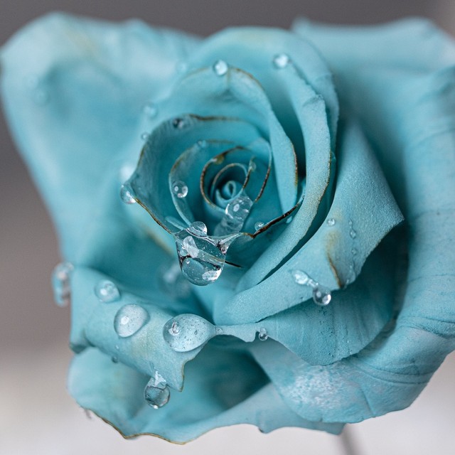 雪」にインスパイアされて生み出された「青の薔薇」、作ったのは