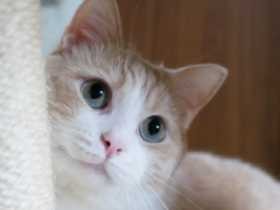 頭突き「ごっつん」が特技　スコティッシュフォールドの「秋」