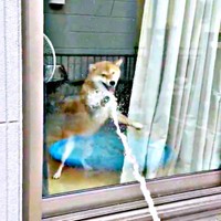 二足立ちになってホースの水に触れようとするまろんちゃん（画像提供：シヴァイヌ まろんさん）