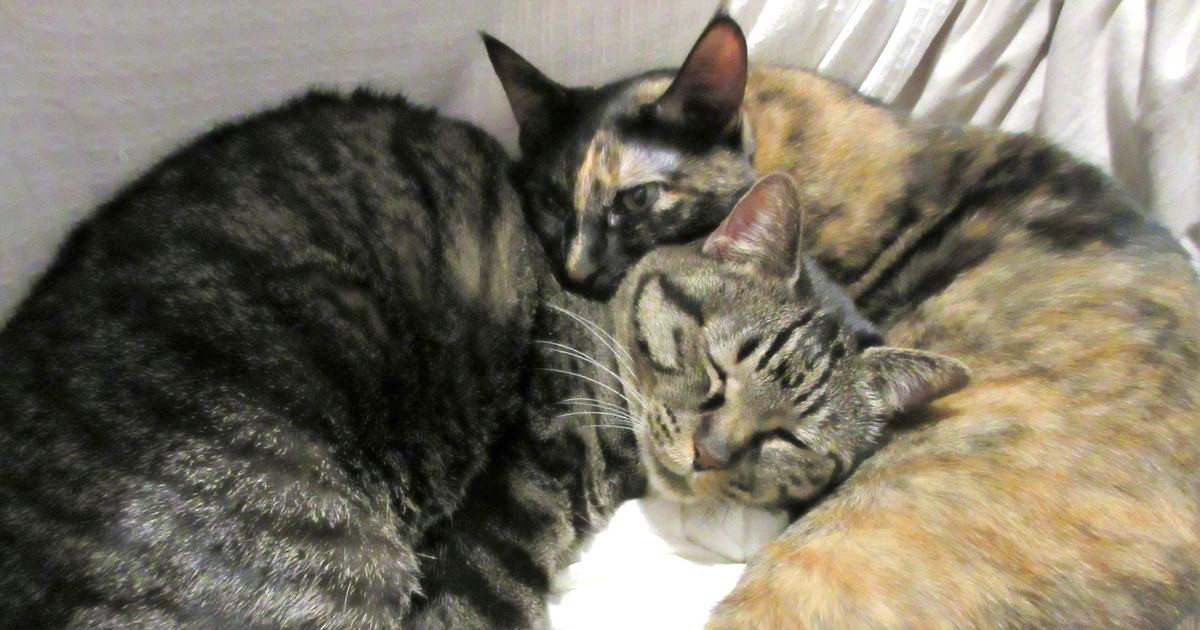 猫に嫌われるのには理由が 目を見る 追う 大声で呼ぶ 犬 猫との幸せな暮らしのためのペット情報サイト Sippo