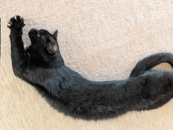 寝そべってのびをするみいたろうくん（画像提供：くろねこ みいたろうさん）