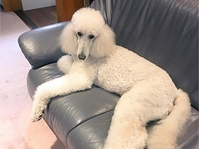 一緒にソファに座ろうね　スタンダードプードルの「ナナ」