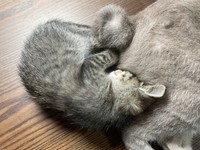 子猫時代のしま子ちゃんは、たぬくんにくっついていました（ねこといっしょさん提供）