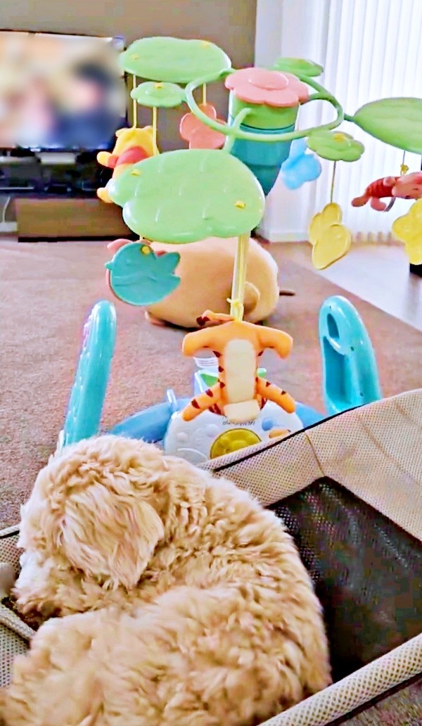 そのまますやすや夢の中へ。赤ちゃんのようなきぬくん（画像提供：きぬさん）