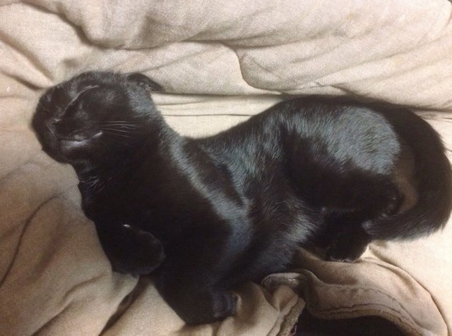 アシカになった僕さんもかわいい。何をしていてもかわいい（志島とひろさんのTwitterより）