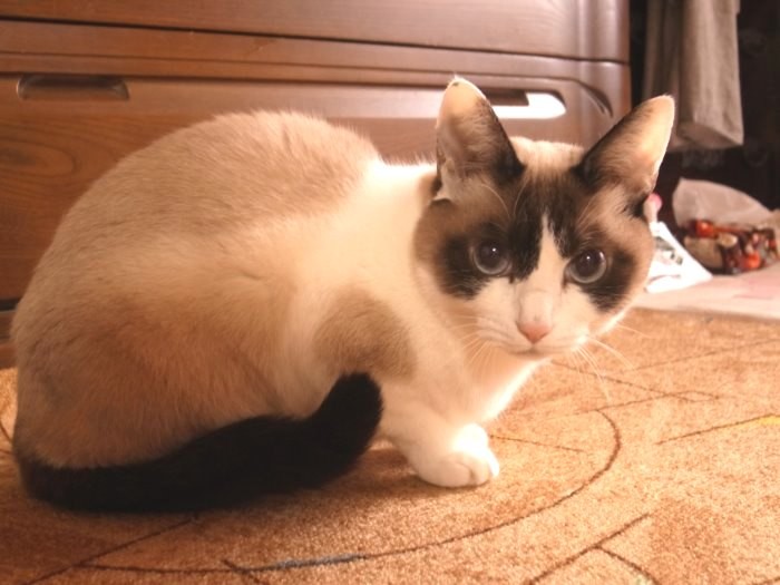 毛並みの美しい「空」