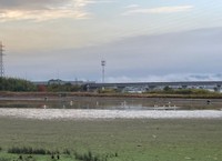 池に集まった16羽ほどのコウノトリ（画像提供：なつまきさん）