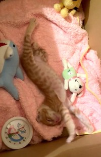 伸びて気持ちよさそう（三吉さん提供、Twitterよりキャプチャ撮影）