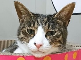 マンホールから子猫の声　消防も出動、「師匠」の技で救われた