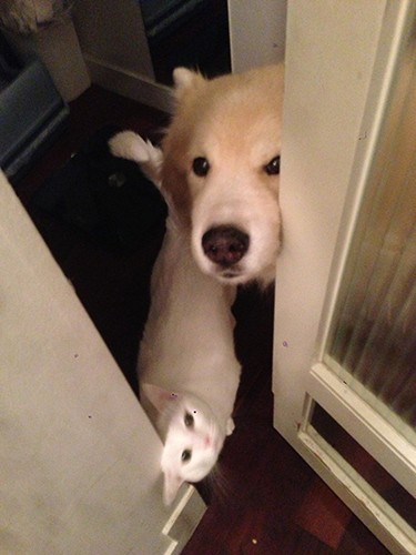 タケは毎日、猫たちと一緒にお出迎えをしてくれるようになった