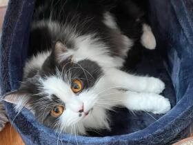 いい寝心地にゃ　新しいベッドをチェックするブリティッシュショートヘア「アリス」