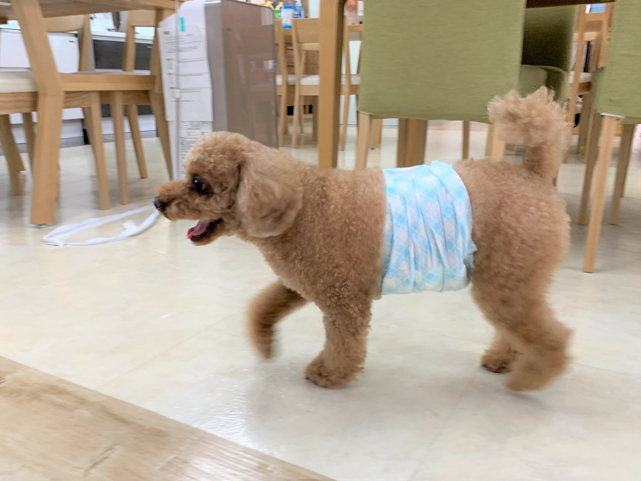 犬が好きすぎて犬用リフォームをはじめた社長に聞く 犬と人が共に快適に暮らすためにできること ほ とせなnews