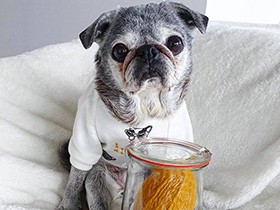 ハッピーイースター、パグの「すじ子」　シニアライフを楽しんで