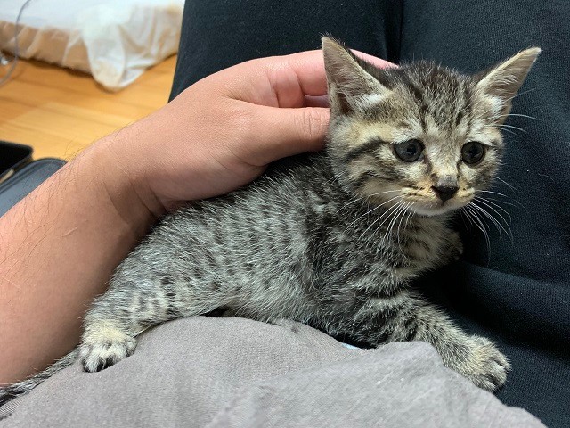 生後1カ月のときに飼い主さんのところにやってきた炊飯器猫ちゃんのぷっちくん。少しションボリしたお顔だったという（提供画像）