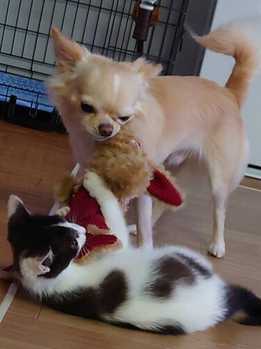 おもちゃで一緒に遊ぶ鈴と望（みゆきさん提供）