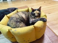 お迎え当初は、買ったばかりのふかふかの猫ベッドで我先にくつろいでいた