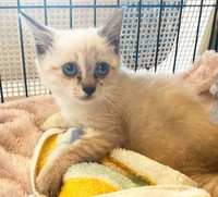 幸い子猫の後ろ足は適切な治療で完治が期待できるものでした