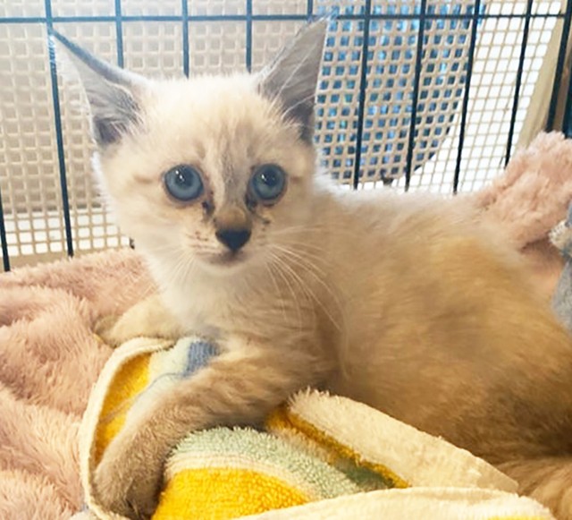 幸い子猫の後ろ足は適切な治療で完治が期待できるものでした