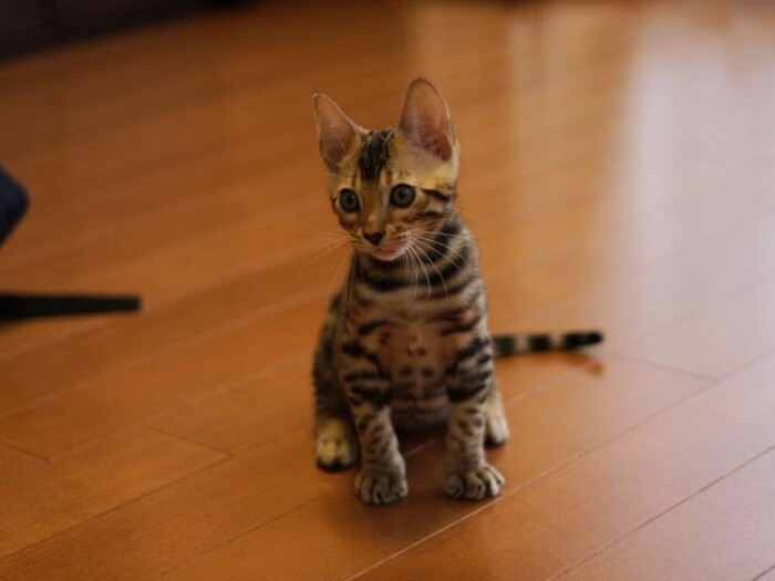 家に来たころの「レオン」