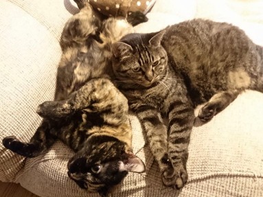 猫たちのお留守番　一番の心配事は、飼い主の“猫不足”？