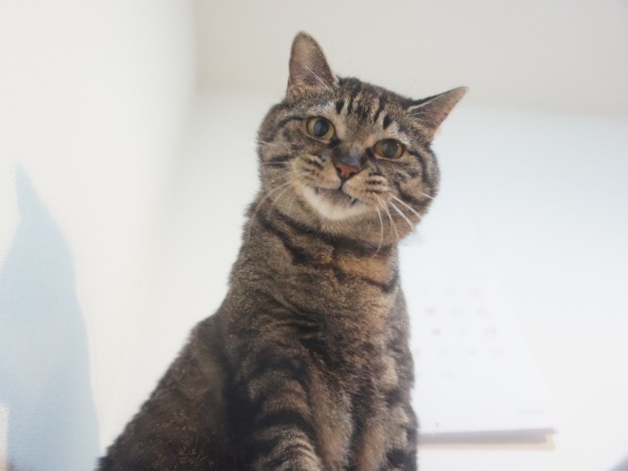 キバをしまい忘れてるよ！