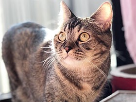 弟の面倒を見る優しいお姉さん　マンチカンの「ソフィア」