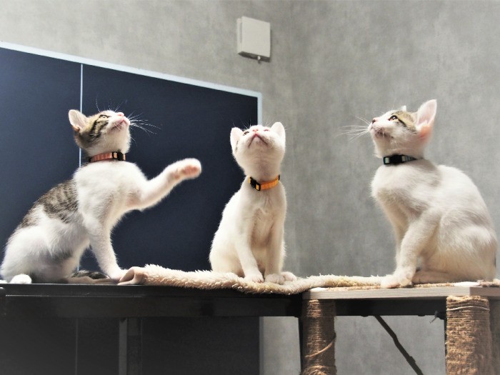 卓球台の上の3匹