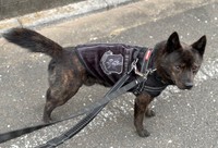 散歩中に「ノーリードの柴犬」に襲われてしまった、甲斐犬の黒虎くん（画像提供：甲斐犬 黒虎さん）