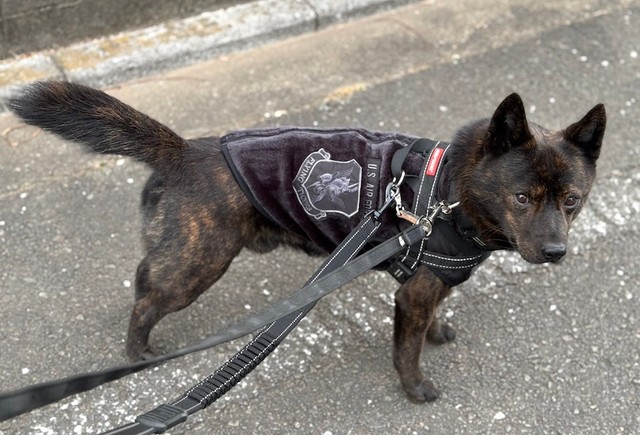 散歩中に「ノーリードの柴犬」に襲われてしまった、甲斐犬の黒虎くん（画像提供：甲斐犬 黒虎さん）