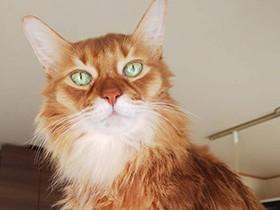 ドライヤー嫌いだから自然乾燥中なんだけど何か？　ソマリ「潤」　