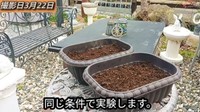 土や環境は同じ条件で実験します／「庭づくり大好きおじさん」さん（@diy48）提供