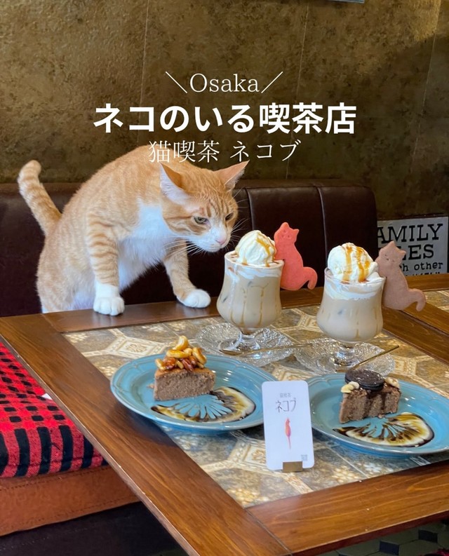 「狙ってる　確実に！」ネコのいる喫茶店がXで話題に（「猫喫茶　ネコブ」さん提供）