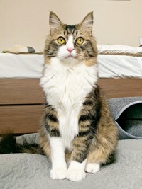 ゴージャスな毛並みが素敵なけだまちゃん（画像提供：けだまちゃんさん）