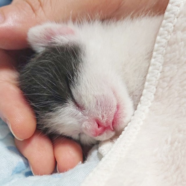 飼い主さんの手のひらに包まれてすやすや眠るこたろうさん（画像提供：こたろうさんの子分さん）