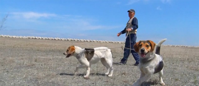 関西国際空港のバードストライク対策のひとつ「猟犬」による渡り鳥の追払い（関西エアポートYouTube動画よりキャプチャ）