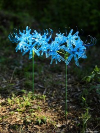 赤だけでなく青い彼岸花も（提供：洗濯バサミフォトグラファー・岡本なうさん）